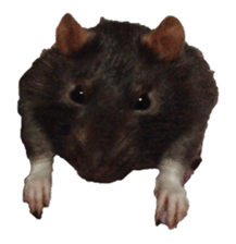 Facial rich mouse sticker #15860889