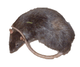 Facial rich mouse sticker #15860893