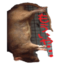 Facial rich mouse sticker #15860896