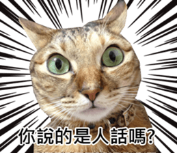 momo my cute cat sticker #15861066