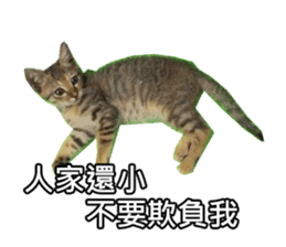 momo my cute cat sticker #15861067