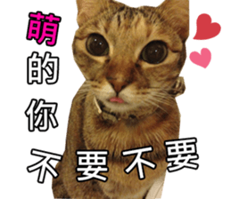 momo my cute cat sticker #15861068