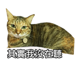 momo my cute cat sticker #15861069