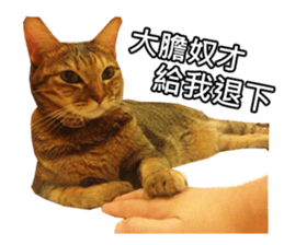 momo my cute cat sticker #15861070
