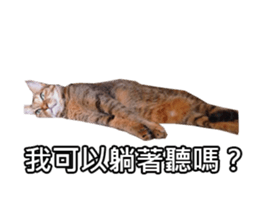 momo my cute cat sticker #15861071