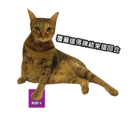 momo my cute cat sticker #15861072
