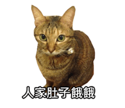 momo my cute cat sticker #15861073
