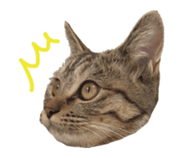 CUTE REAL CAT sticker #15862112