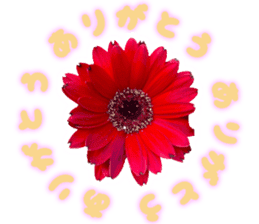 Live action.flowers with gratitude sticker #15863661