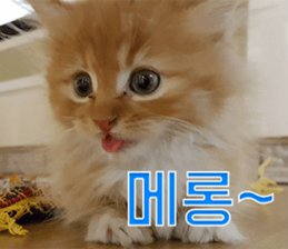 Nants ingonyama~ Simba sticker #15863970