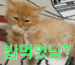 Nants ingonyama~ Simba sticker #15863971