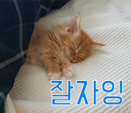 Nants ingonyama~ Simba sticker #15863972