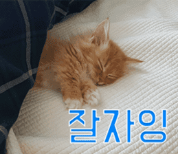 Nants ingonyama~ Simba sticker #15863972