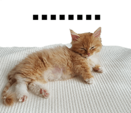 Nants ingonyama~ Simba sticker #15863973