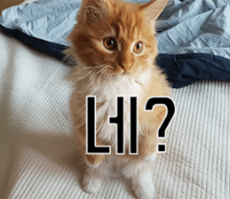 Nants ingonyama~ Simba sticker #15863974