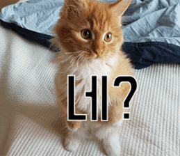 Nants ingonyama~ Simba sticker #15863974