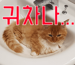 Nants ingonyama~ Simba sticker #15863975