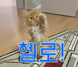 Nants ingonyama~ Simba sticker #15863976