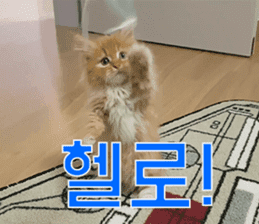 Nants ingonyama~ Simba sticker #15863976