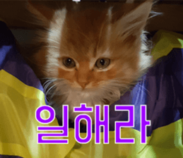 Nants ingonyama~ Simba sticker #15863977