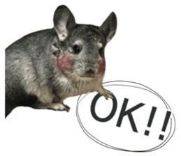 chinchilla's cute sticker vol.3 sticker #15864162