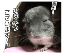 chinchilla's cute sticker vol.3 sticker #15864165