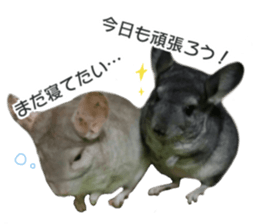chinchilla's cute sticker vol.3 sticker #15864167