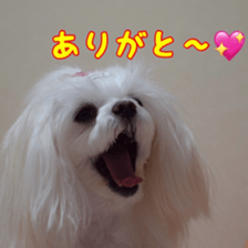 Niece's pretty sticker of a Maltese dog. sticker #15864538