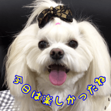 Niece's pretty sticker of a Maltese dog. sticker #15864539