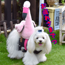 Niece's pretty sticker of a Maltese dog. sticker #15864540