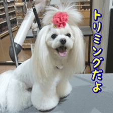 Niece's pretty sticker of a Maltese dog. sticker #15864542