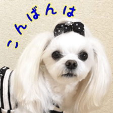 Niece's pretty sticker of a Maltese dog. sticker #15864543