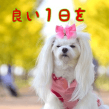 Niece's pretty sticker of a Maltese dog. sticker #15864544