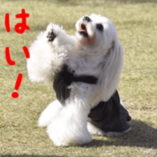 Niece's pretty sticker of a Maltese dog. sticker #15864545