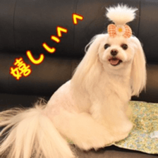 Niece's pretty sticker of a Maltese dog. sticker #15864546