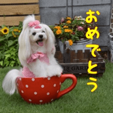 Niece's pretty sticker of a Maltese dog. sticker #15864547