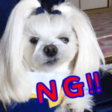 Niece's pretty sticker of a Maltese dog. sticker #15864548