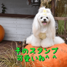 Niece's pretty sticker of a Maltese dog. sticker #15864549