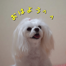 Niece's pretty sticker of a Maltese dog. sticker #15864550