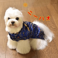 Niece's pretty sticker of a Maltese dog. sticker #15864551