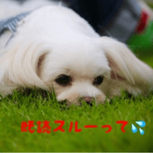 Niece's pretty sticker of a Maltese dog. sticker #15864552