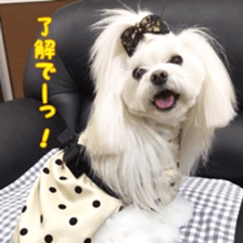 Niece's pretty sticker of a Maltese dog. sticker #15864553