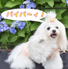 Niece's pretty sticker of a Maltese dog. sticker #15864555