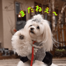 Niece's pretty sticker of a Maltese dog. sticker #15864556