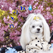 Niece's pretty sticker of a Maltese dog. sticker #15864557