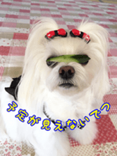 Niece's pretty sticker of a Maltese dog. sticker #15864558