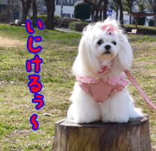 Niece's pretty sticker of a Maltese dog. sticker #15864559