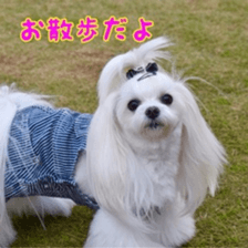 Niece's pretty sticker of a Maltese dog. sticker #15864560