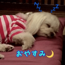 Niece's pretty sticker of a Maltese dog. sticker #15864561