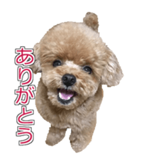 till dog be healed 2 sticker #15865453